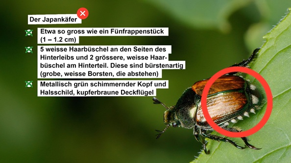 Erkennungsmerkmale des Japankäfers