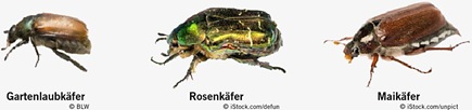 Gartenlaubkäfer, Rosenkäfer und Maikäfer
